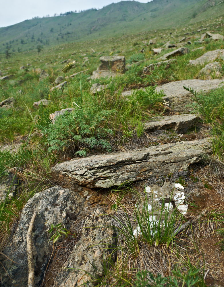 Similar – Musk ox