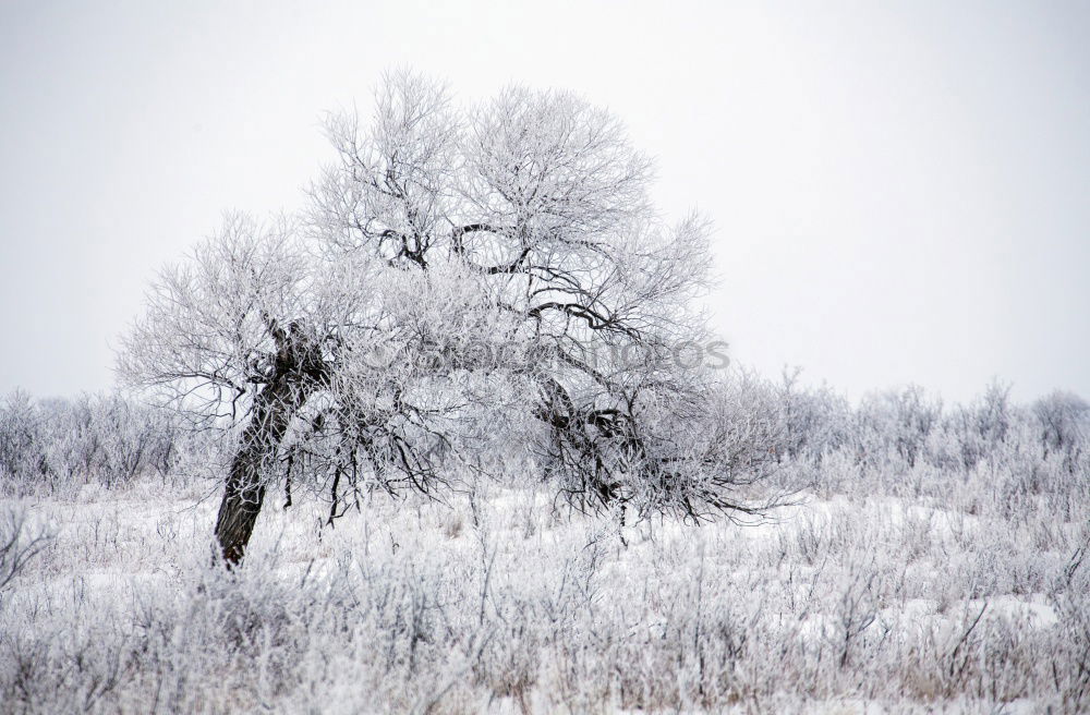 Similar – Ice tree horizontal Tree