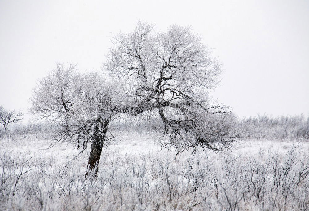 Similar – lonely horse Pferd Wasser