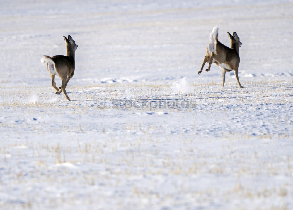 Similar – Image, Stock Photo Reindeer at a lake in Iceland