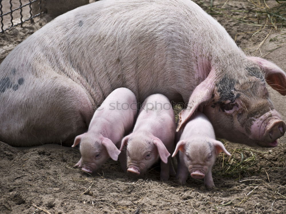 Similar – Image, Stock Photo Pigs in the barn Animal