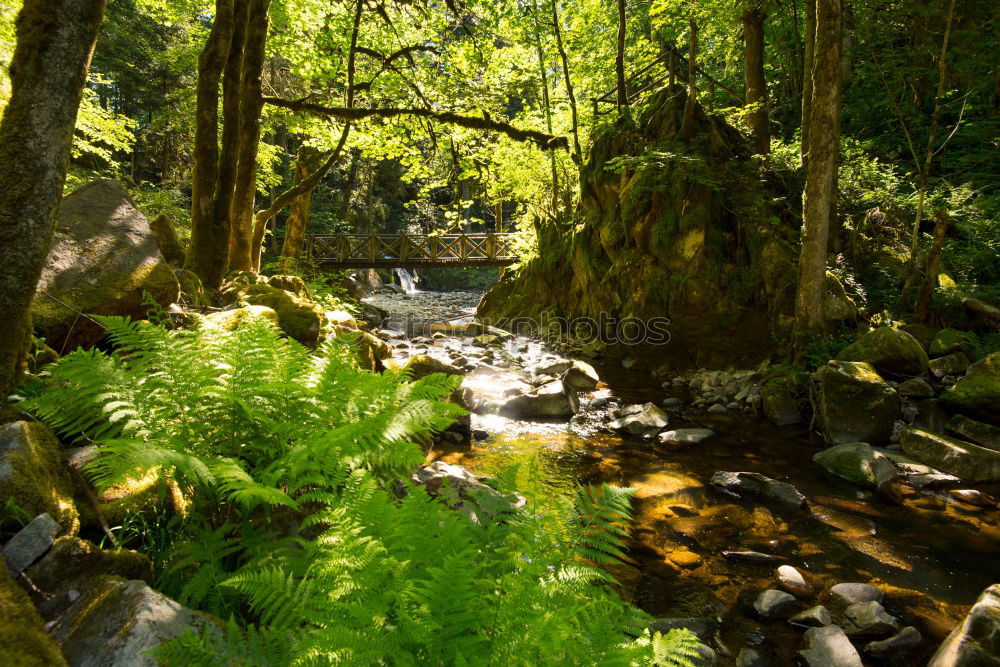 Similar – Image, Stock Photo Small stream in New Zealand’s rainforests II