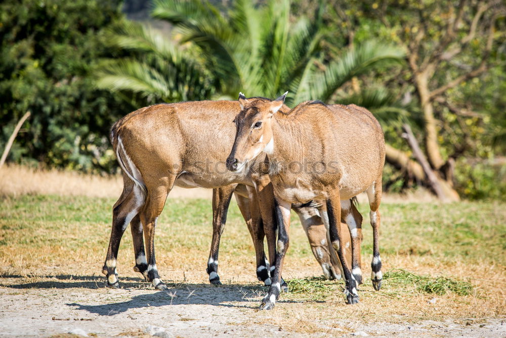 Similar – Image, Stock Photo Mule portrait, Sri Lanka