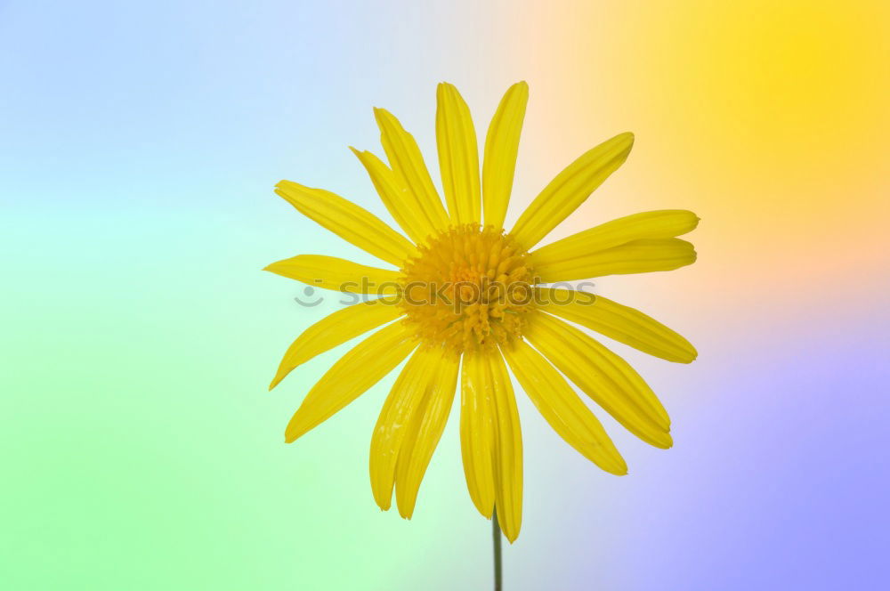 Similar – Image, Stock Photo awesome sunflower III