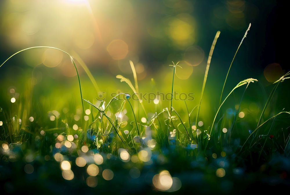 Similar – Beautiful green grass in the morning with dew water