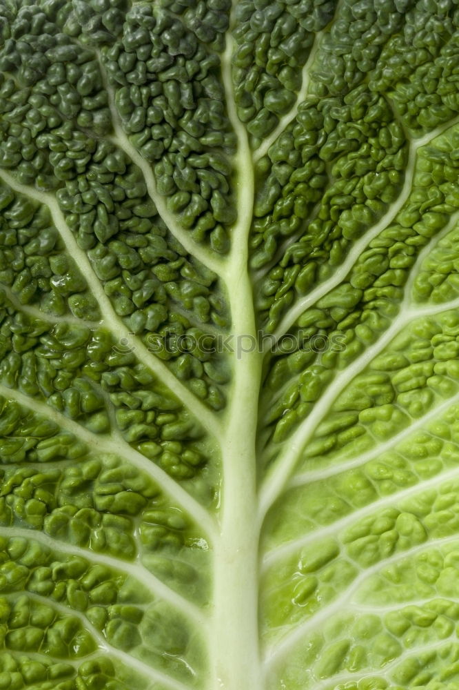 Similar – Image, Stock Photo Season vegetables