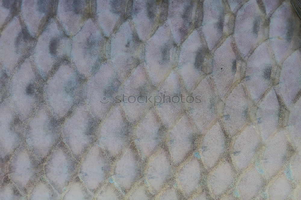 Similar – Close up of shimmering fish skin