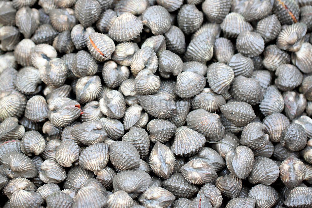 Similar – Foto Bild muschelmuster Muschel