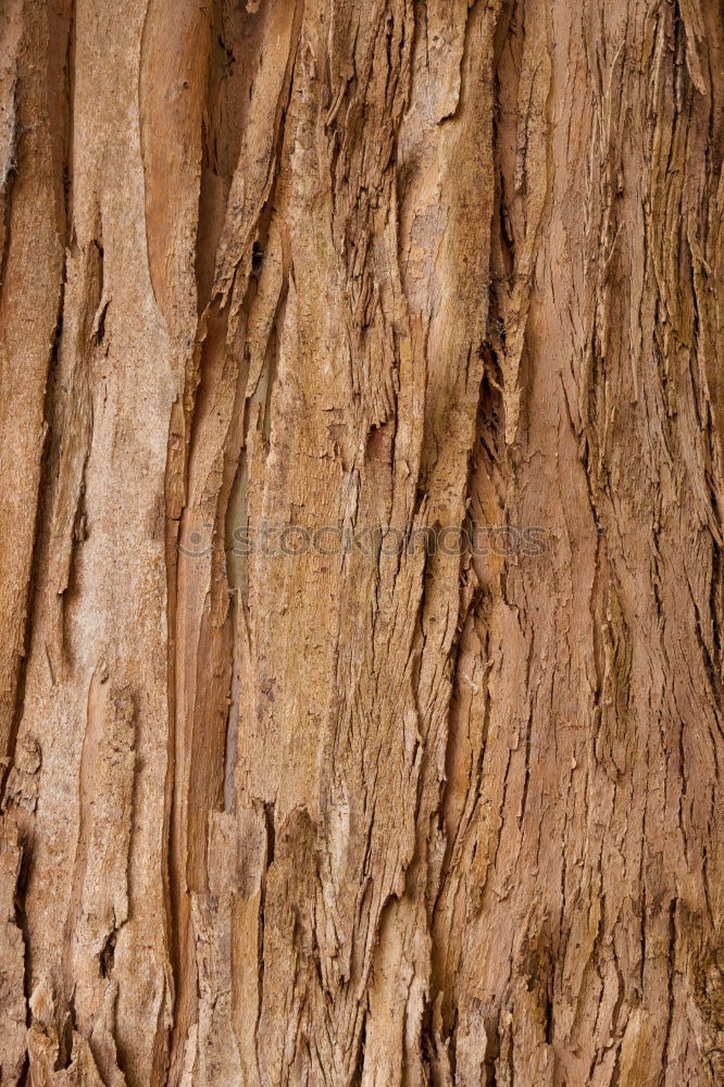 Similar – Texture gnarled Wood grain