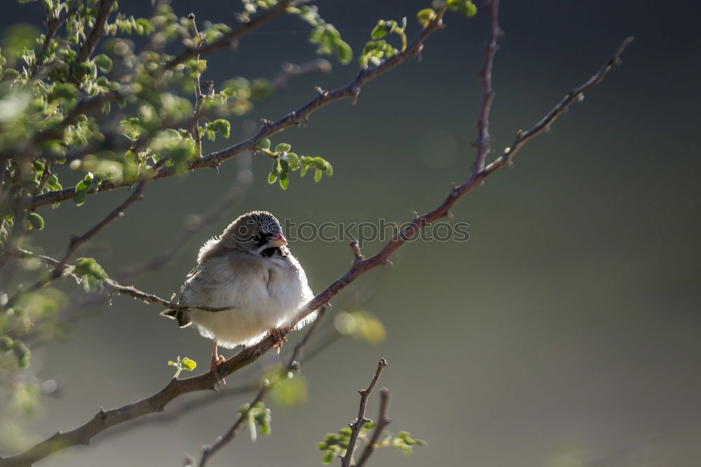 Similar – Image, Stock Photo Southern Fiscal Shrike