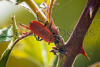 Similar – Ant_Lawfly Greenfly Insect