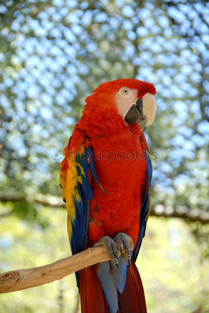 Similar – papagalli Parrots Bird