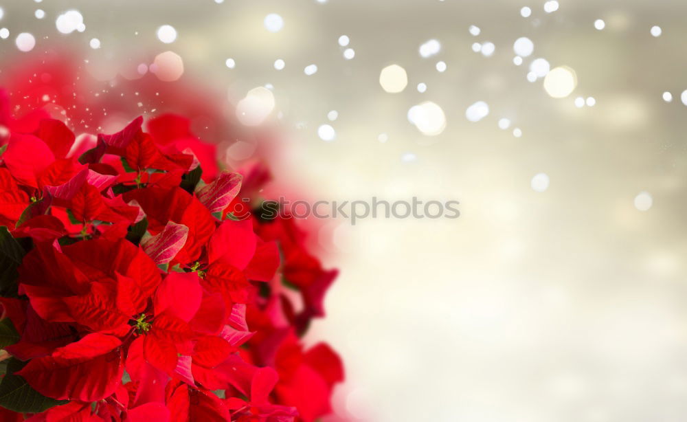 Similar – Image, Stock Photo kiss Feasts & Celebrations