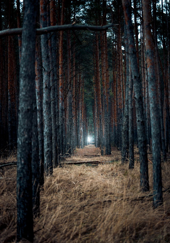 Image, Stock Photo ravine of toothpicks