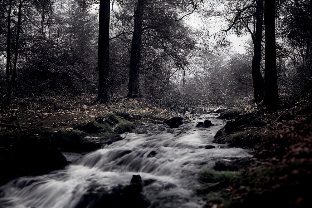 Similar – Image, Stock Photo iceberg Brook Forest Leaf