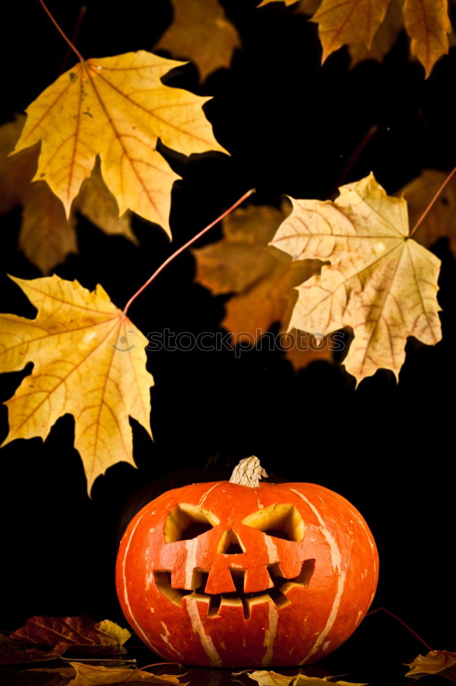 Similar – Image, Stock Photo Pumpkins in a Halloween night