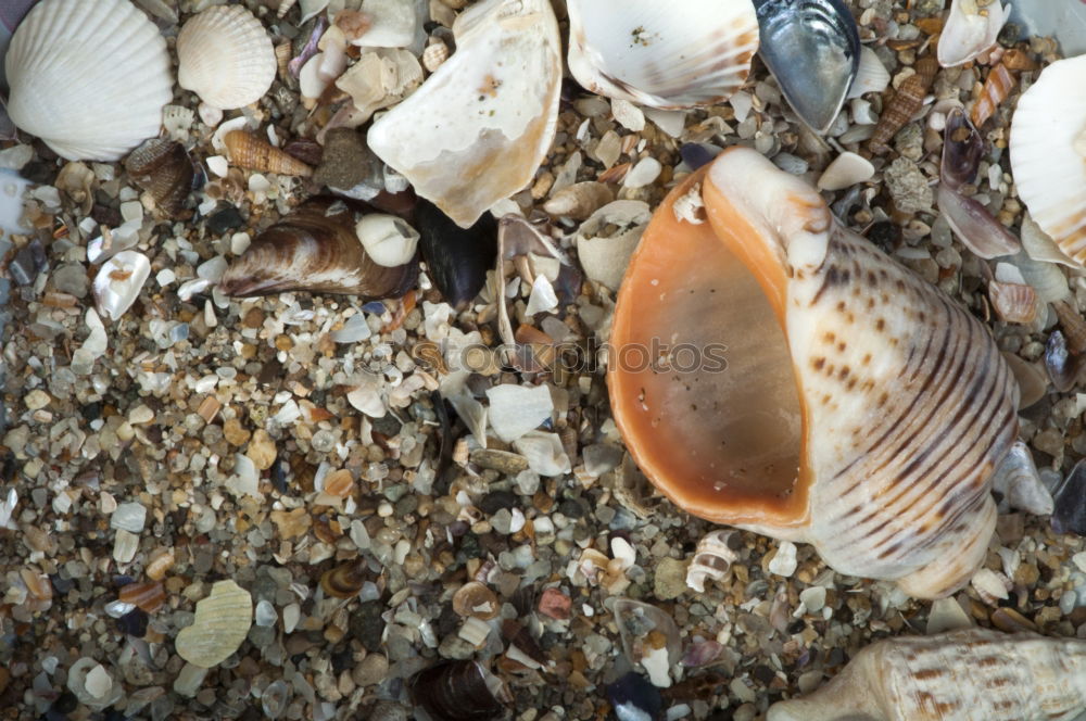 Similar – Image, Stock Photo Stone beach with a shell at the North Sea