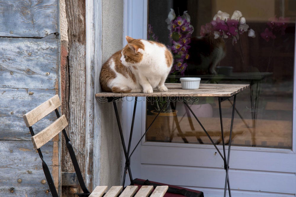 Similar – Image, Stock Photo Sleeping cat Relaxation