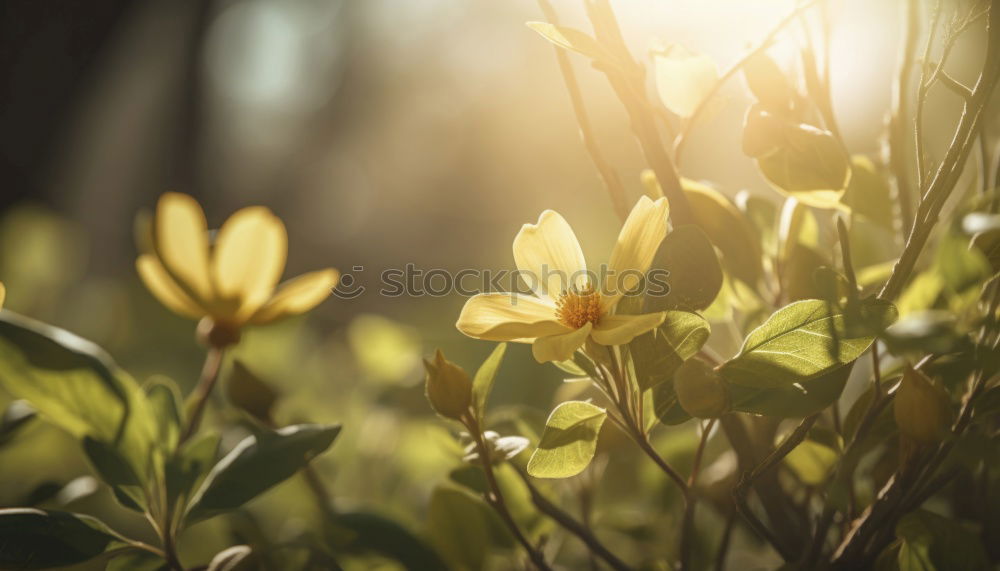 Similar – Image, Stock Photo Crop woman touching yellow flower