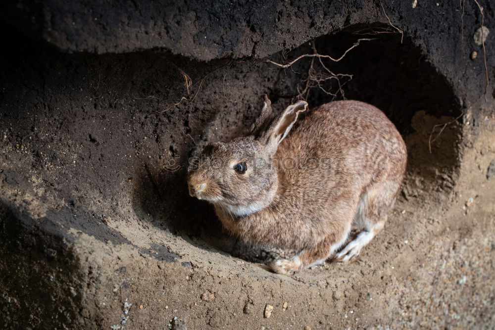 Similar – Image, Stock Photo mouse Environment Nature