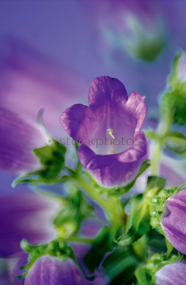 Similar – Image, Stock Photo sun seeking bullets Flower