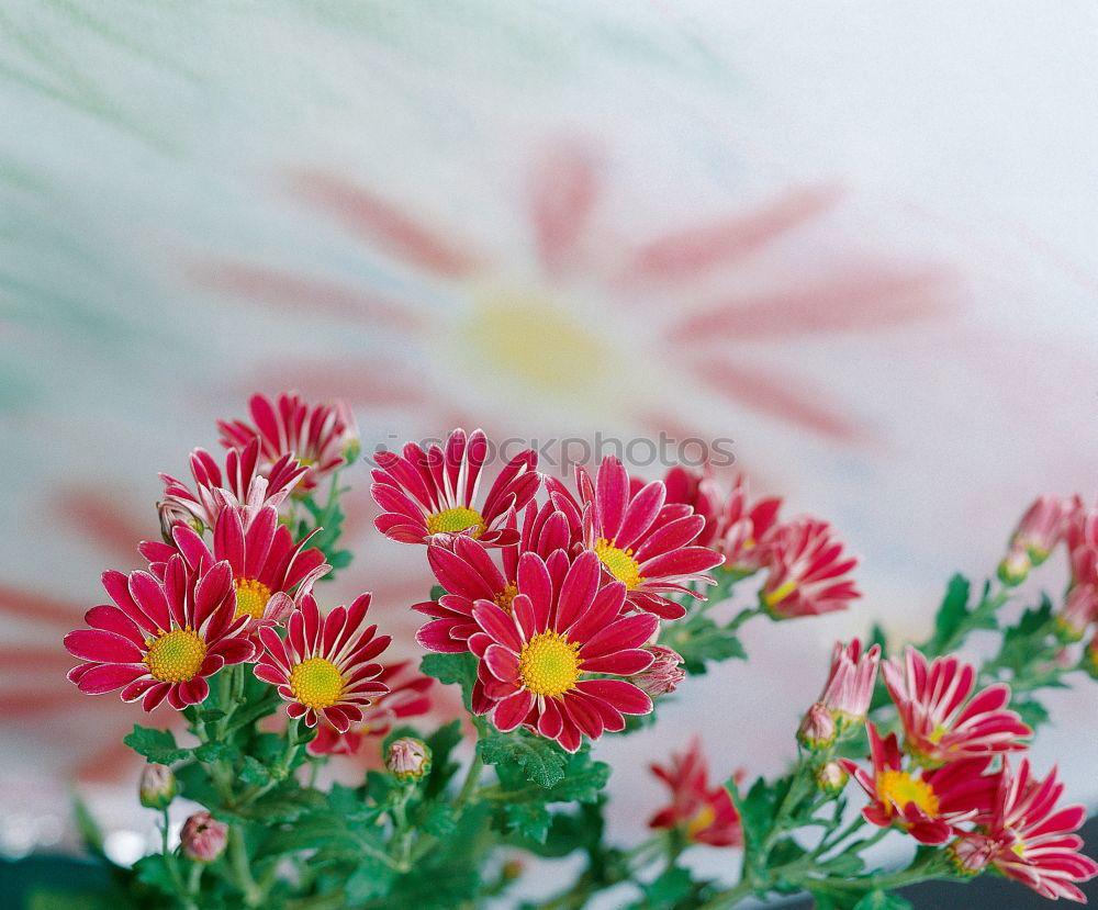 Similar – Foto Bild spring is just around the corner!