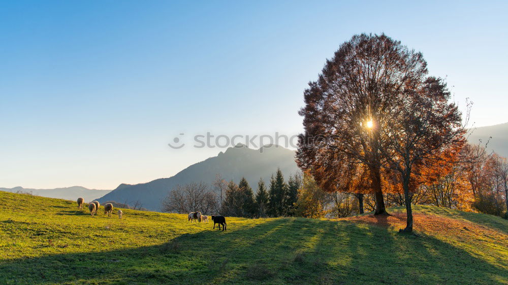 Similar – Image, Stock Photo Golden autumn tree with Alps
