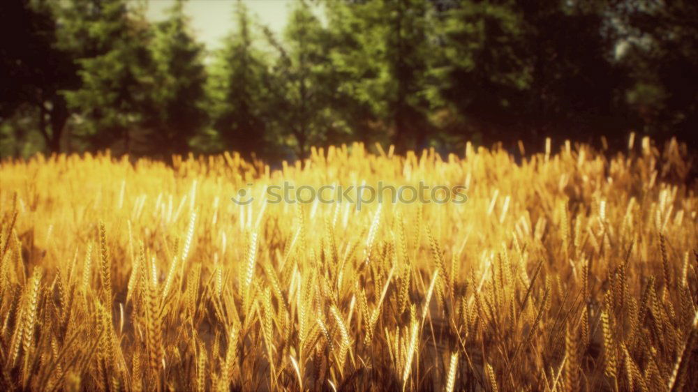 Similar – Image, Stock Photo straw bale Straw Yellow