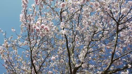 Similar – Image, Stock Photo magnolia tree Happy