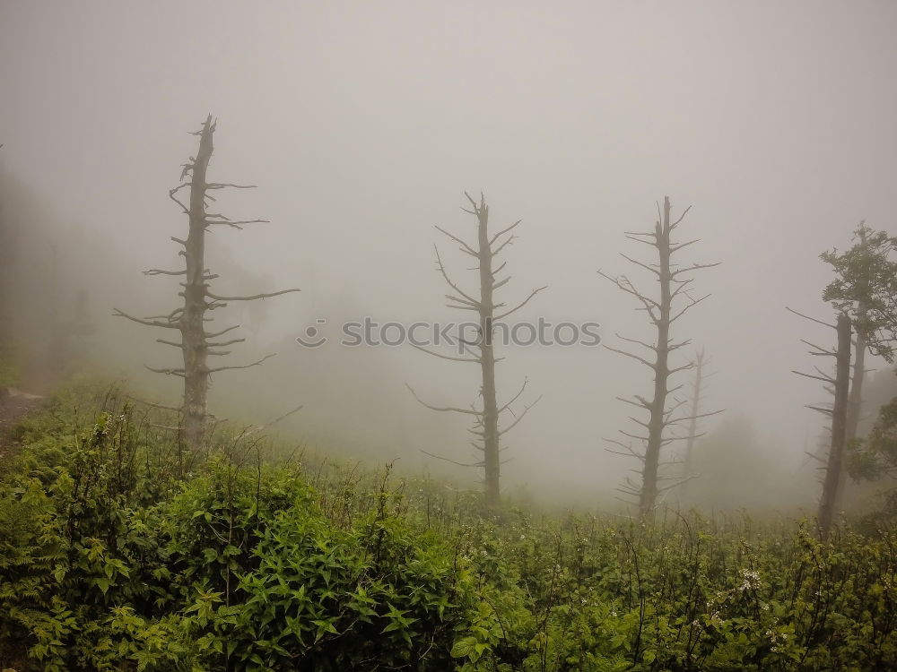 Similar – Morgennebel Sommer Natur