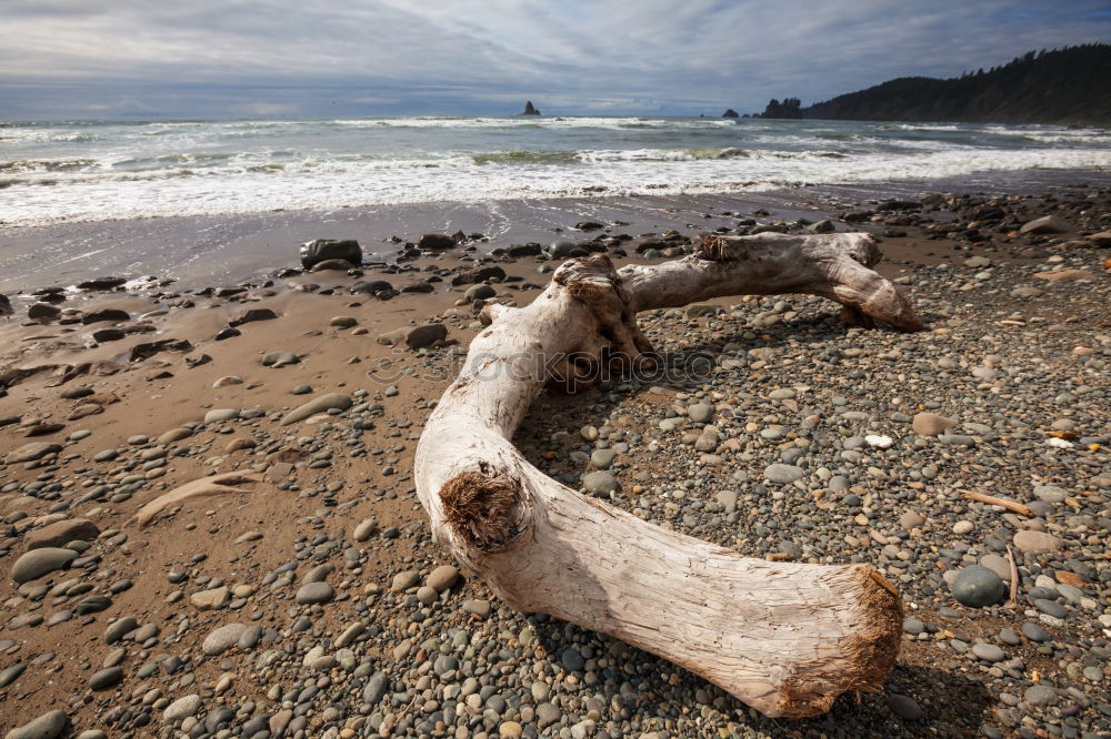 Long Beach Driftwood