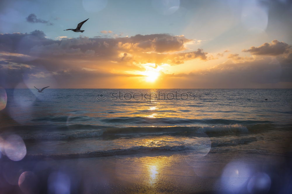 Similar – Couple walking on the beach on the sea at sunset