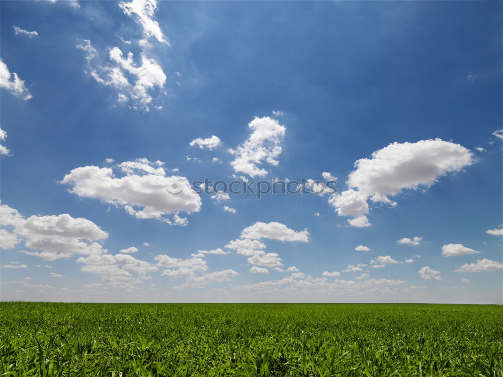 Similar – Foto Bild Canola cloud gelb Natur