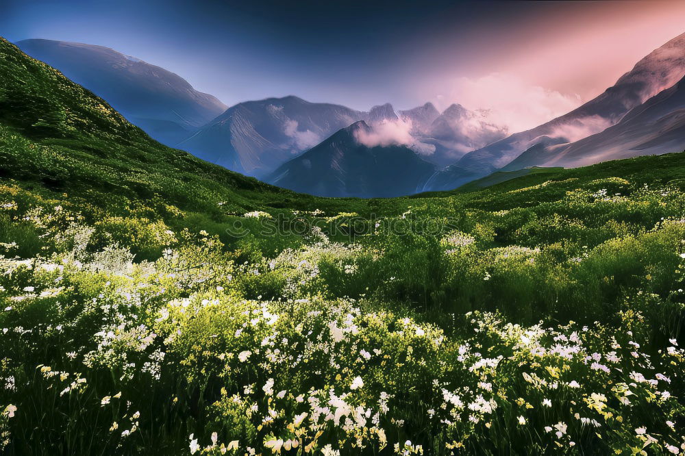 Similar – Image, Stock Photo alpine meadow Environment