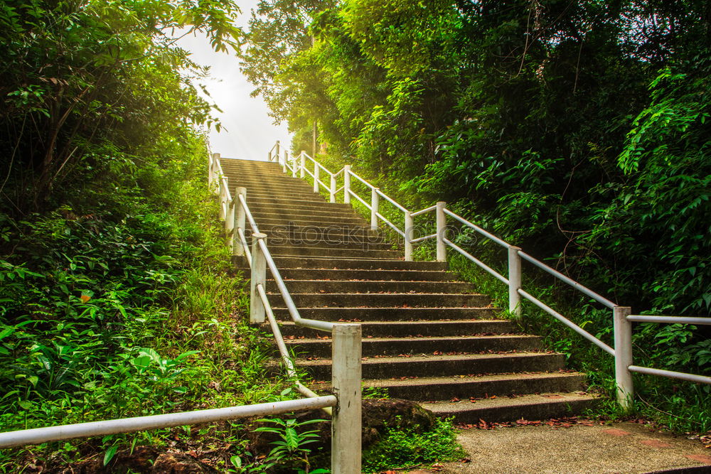 Similar – Woman climbing stairs in the forest