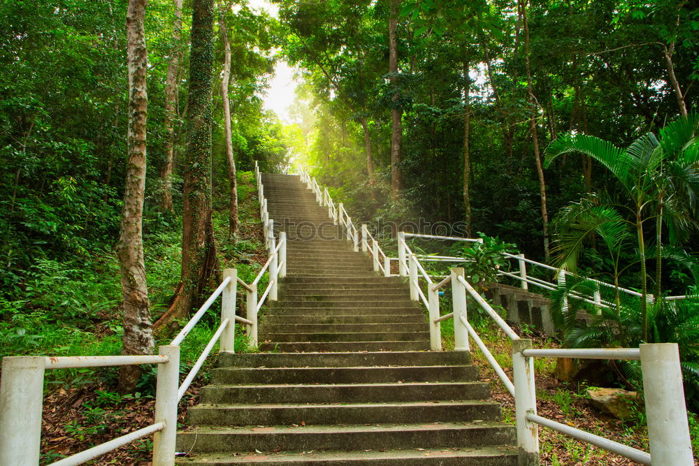 Similar – Woman climbing stairs in the forest