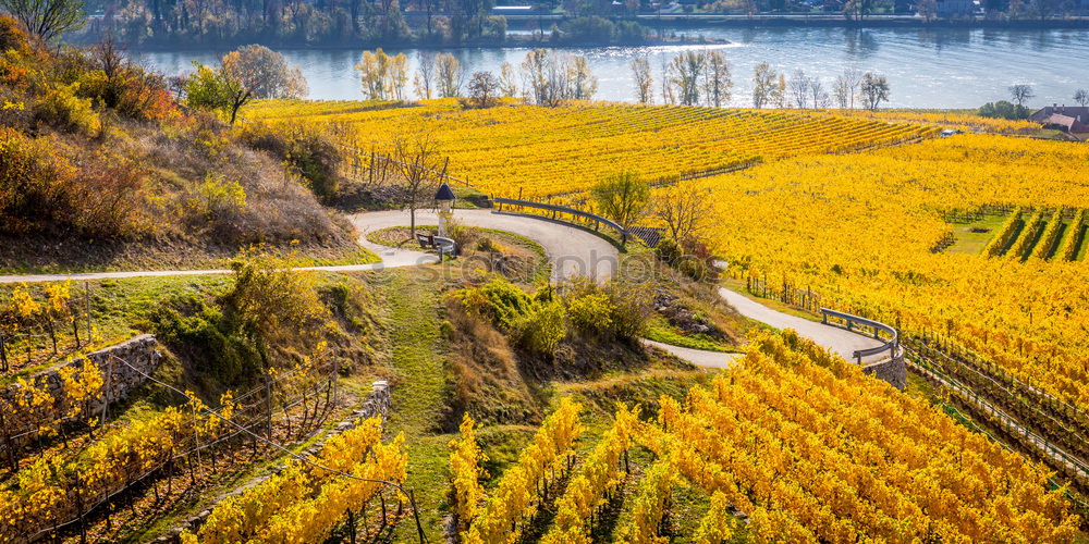 Similar – Image, Stock Photo Autumn Moselle Vines Landscape