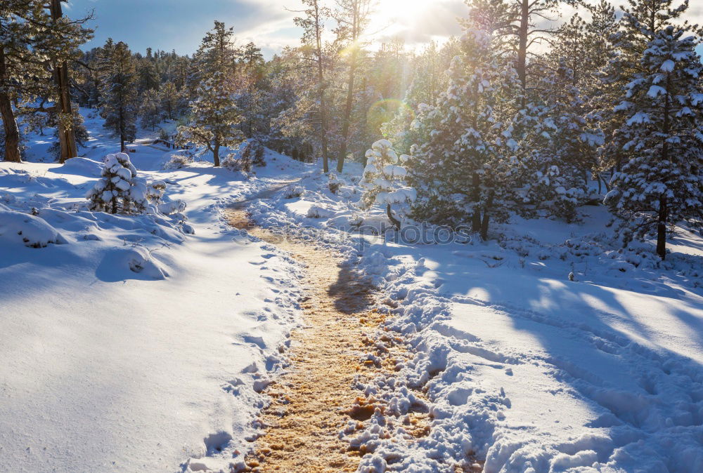 Similar – Image, Stock Photo Winter forest against the light Harz III