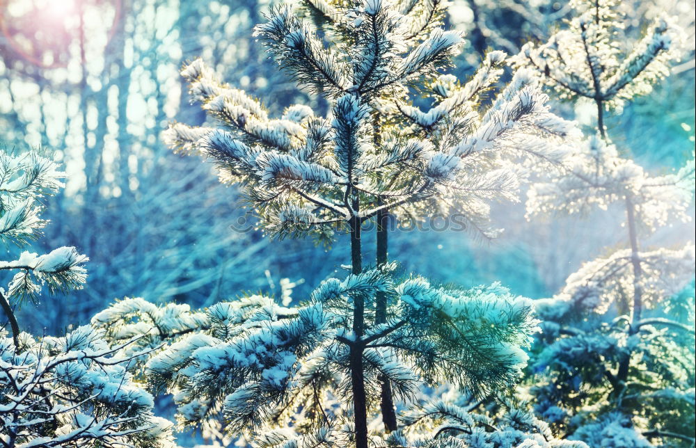 Similar – Image, Stock Photo winter Environment Winter