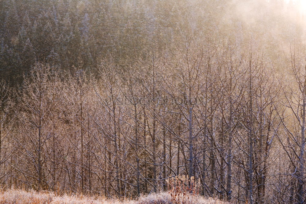 Similar – Eine Pause mitten in Herbstheide in dunklem Novemberlicht