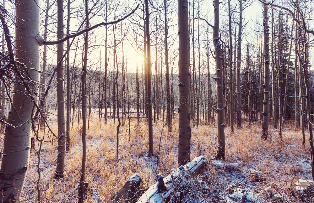 Foto Bild Wald Baum Kroatien blau