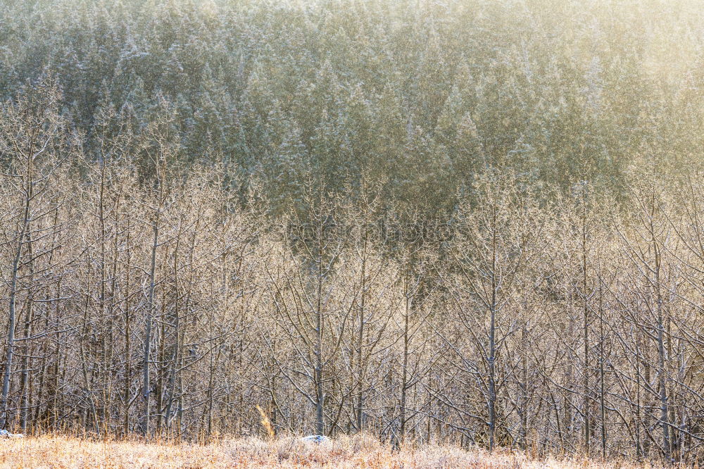 Similar – Image, Stock Photo Morning hour in the moor