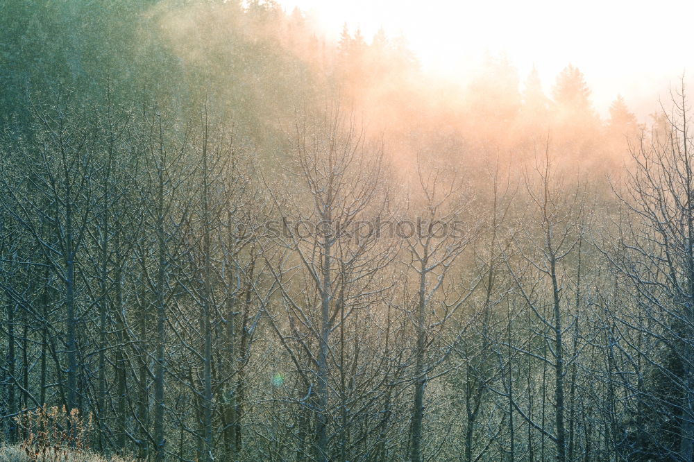 Similar – Forest on the background of the sun’s rays in the spring