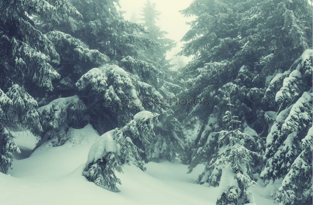 Similar – Image, Stock Photo All powdered for a white Christmas