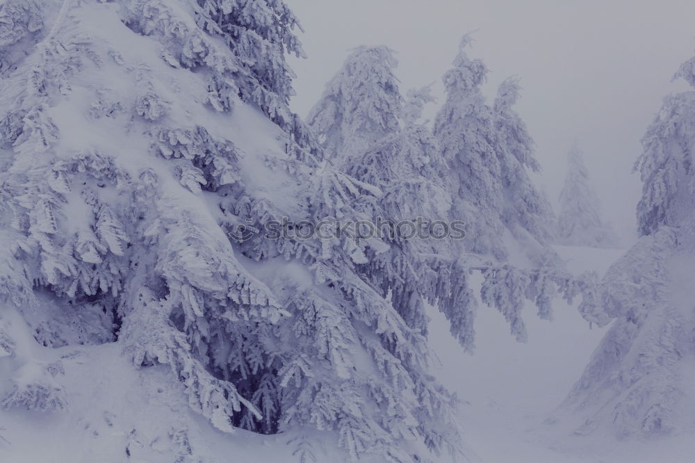 Similar – Image, Stock Photo Lake Silser Snow Forest