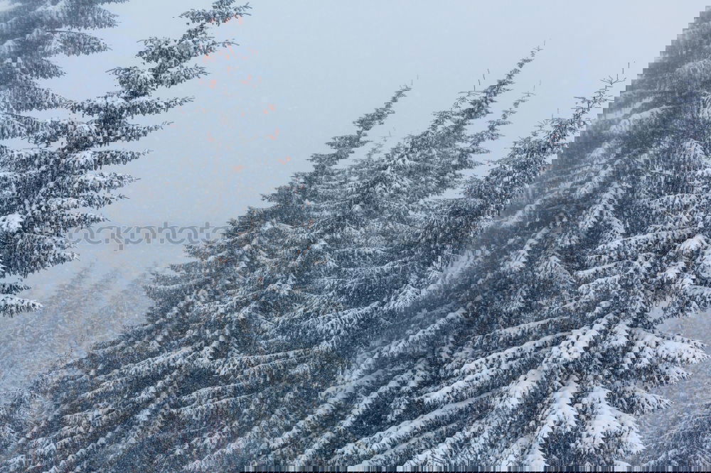 Similar – Image, Stock Photo Ghost Forest II