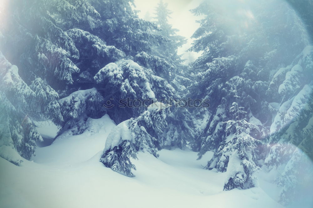 Similar – Image, Stock Photo View into a winter dream forest