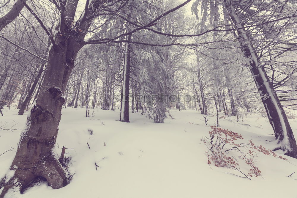 Similar – Image, Stock Photo jaw Environment Nature