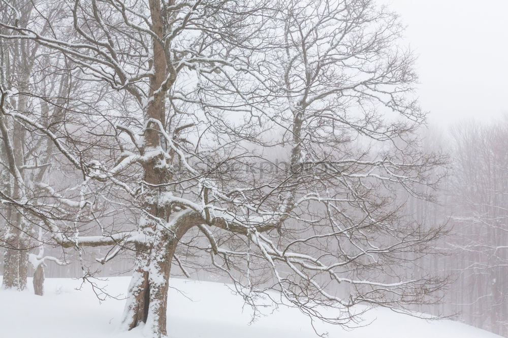 Image, Stock Photo fresh snow Environment