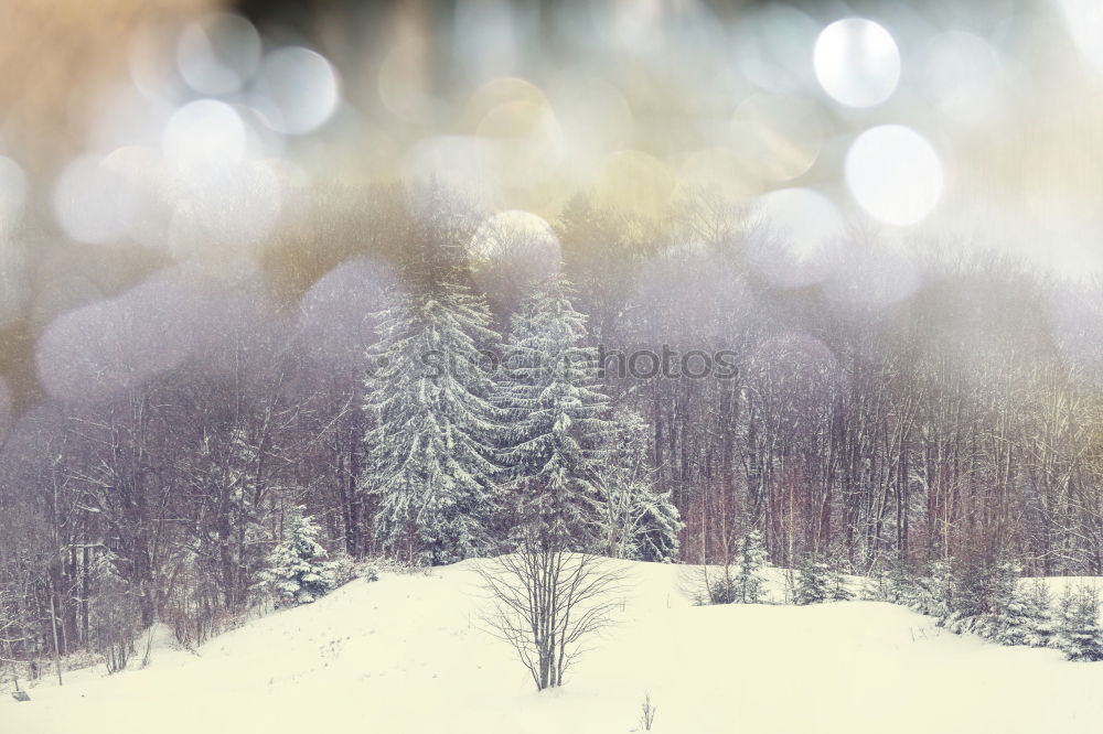 Similar – Image, Stock Photo Spruce snow at night